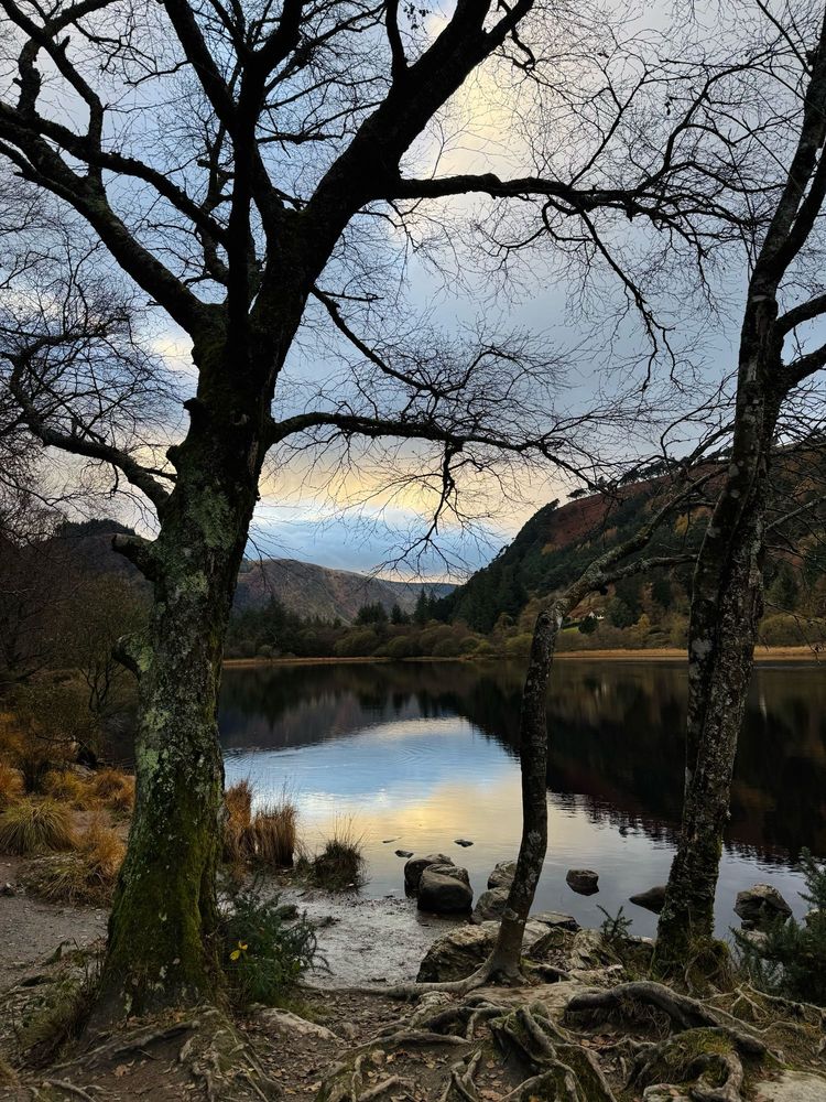 Trees and lake