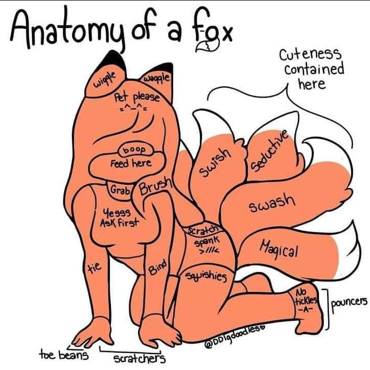 The image is titled: Anatomy of a fox
There is an anthro kitsune girl with things written on various parts of her body.
Wiggle and waggle on her ears, pet please atop her head, boop on her snoot, feed here on her muzzle. Then it starts getting sillier or naughtier. A full list can be given on request!