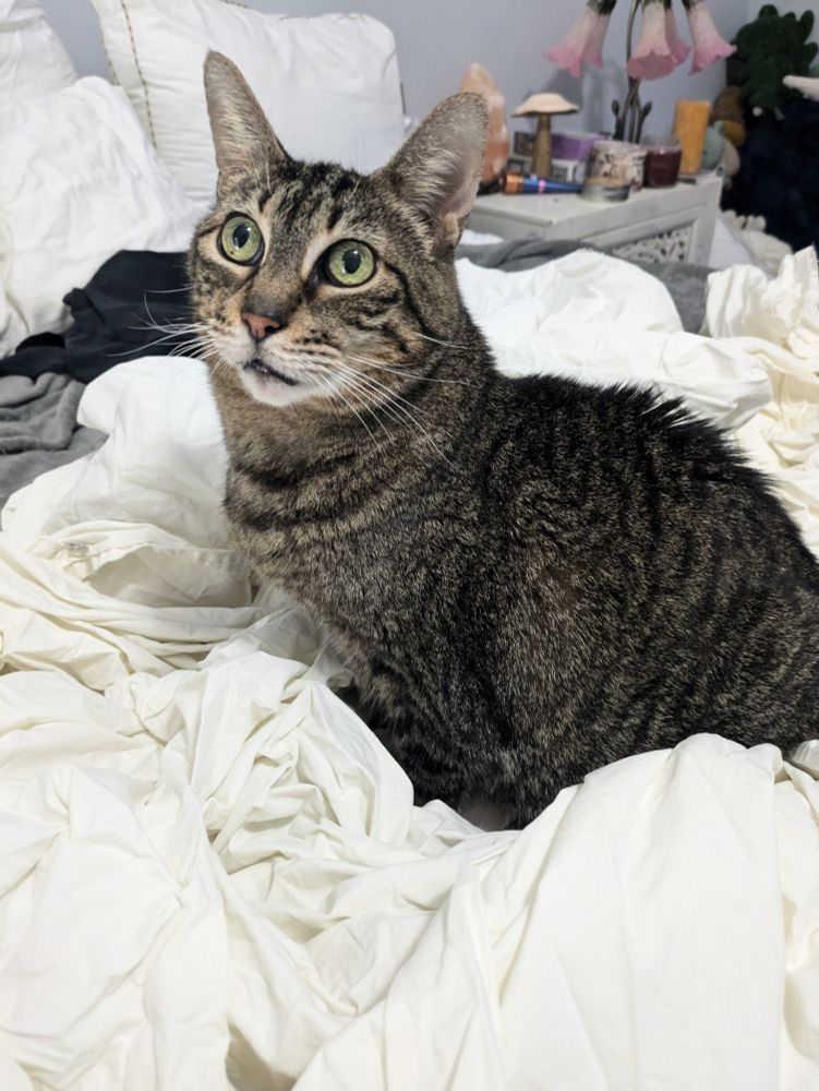 tabby cat in sheets
