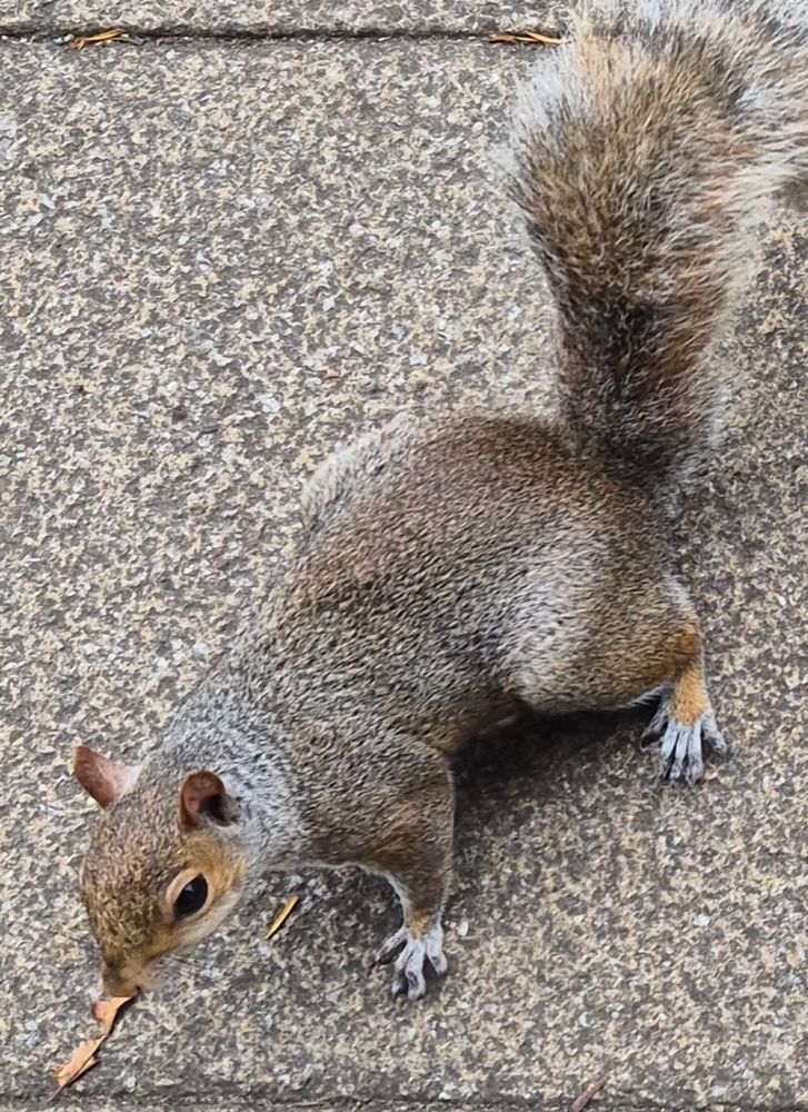 Squirrrel holding what might be a stick in his mouth. Can't tell fior sure 
