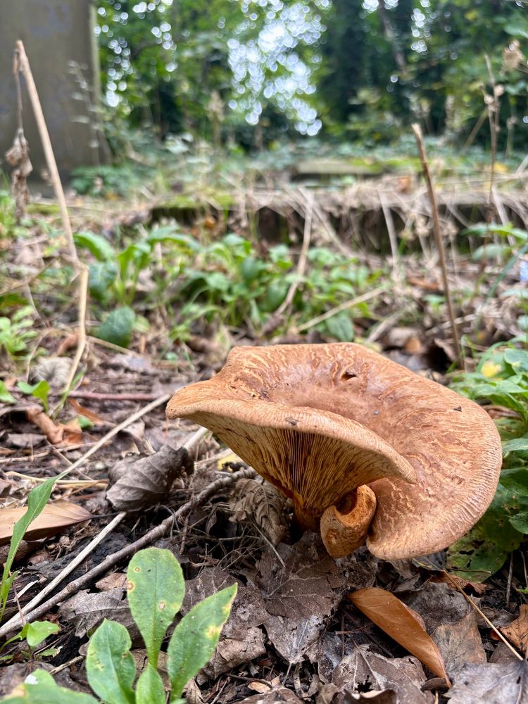 A photograph of a mushroom growing through a carpet of dead leaves. It has a cap shaped like a large spiral, various shades of brown on top, with long, thin pale brown gills.