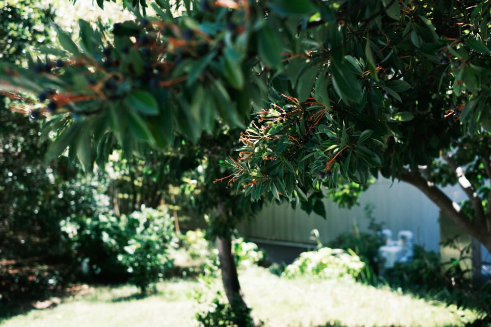 日差しと植物と木陰