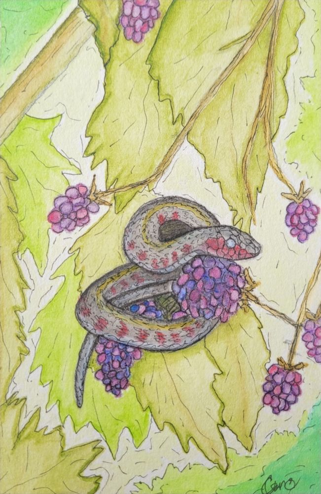 A watercolor painting of a snake curled up in a berry bush.