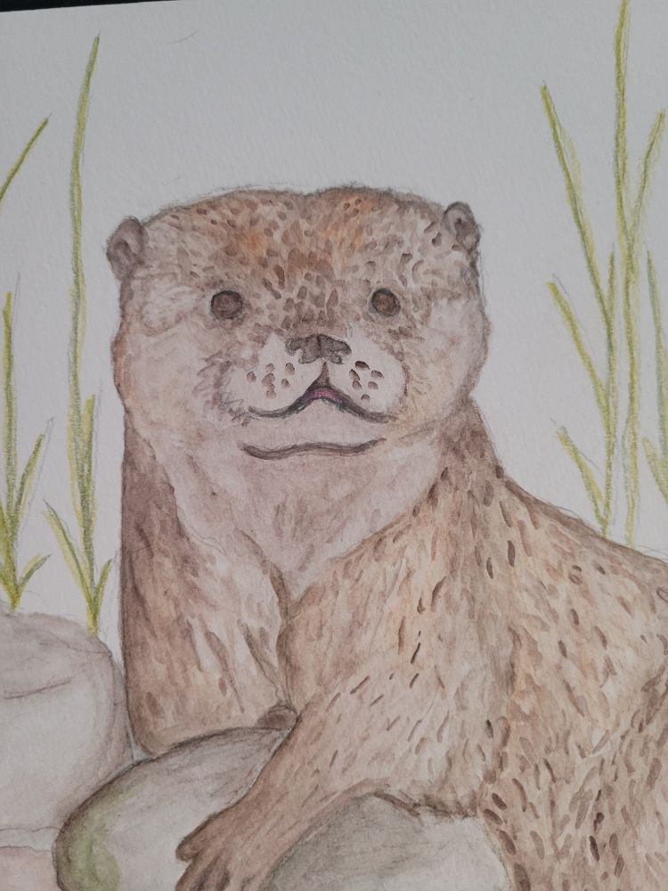 A work in progress watercolor painting of a river otter.