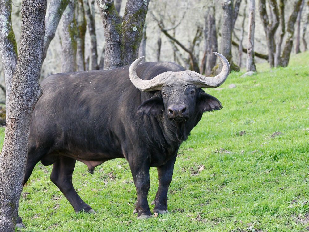 A photograph of a cape buffalo.