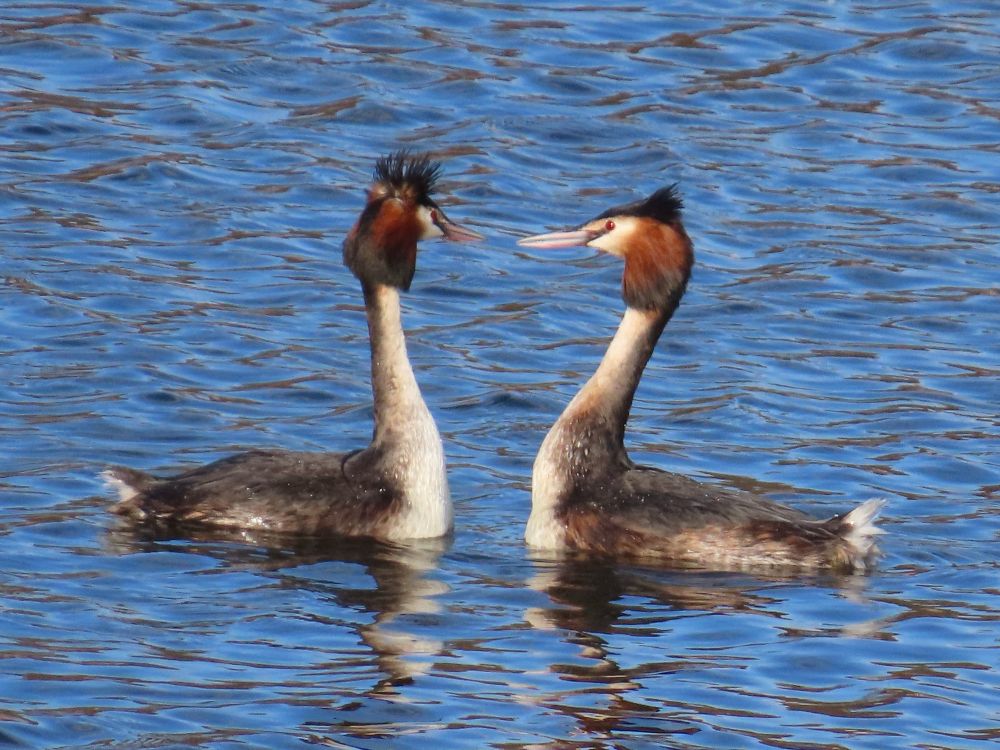 A photograph of a courting pair of great crested grebes, a large brown grebe with an orange and black feathered ruff, facing each other to start their synchronised dance.