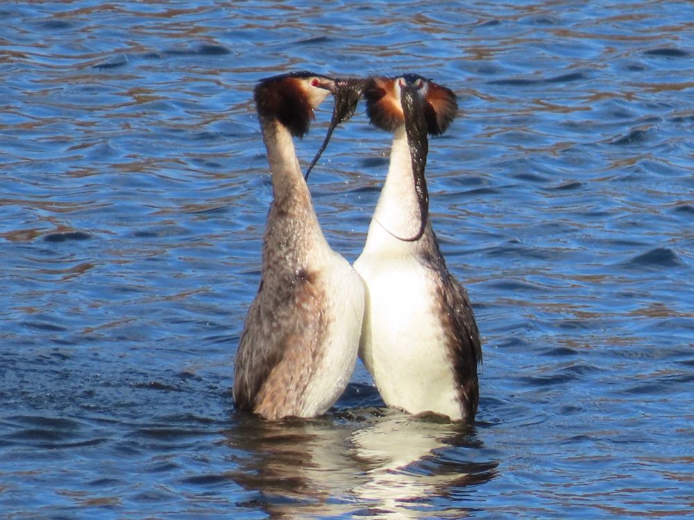 A photograph of a courting pair of great crested grebes, a large brown grebe with an orange and black feathered ruff, rising out of the water with pondweed in their beaks.