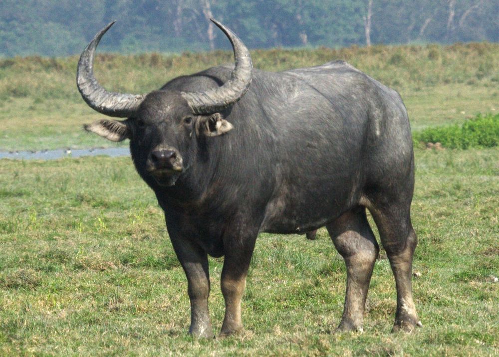A photograph of a water buffalo.
