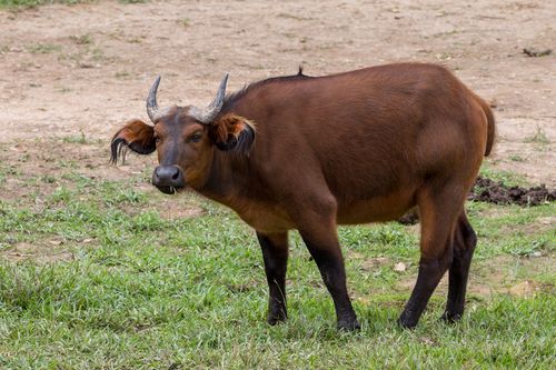A photograph of an African forest buffalo, a small bovine with curled horns, fuzzy ears, and red fur.