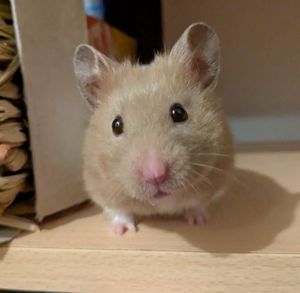 A hamster sitting on a shelf. He has shiny, light brown fur, a pink nose, and dark black eyes.