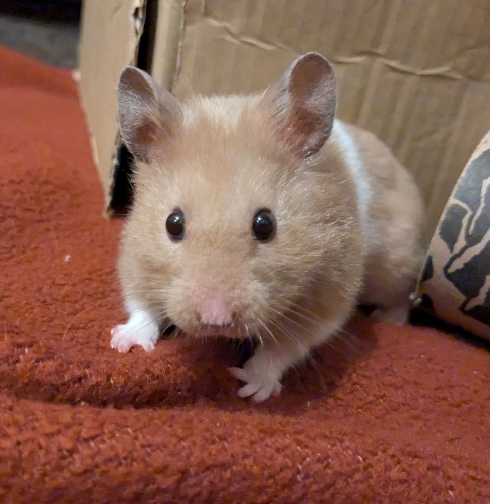 a hamster looking startled
