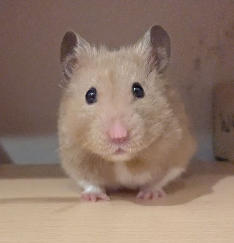 a hamster sitting on a shelf