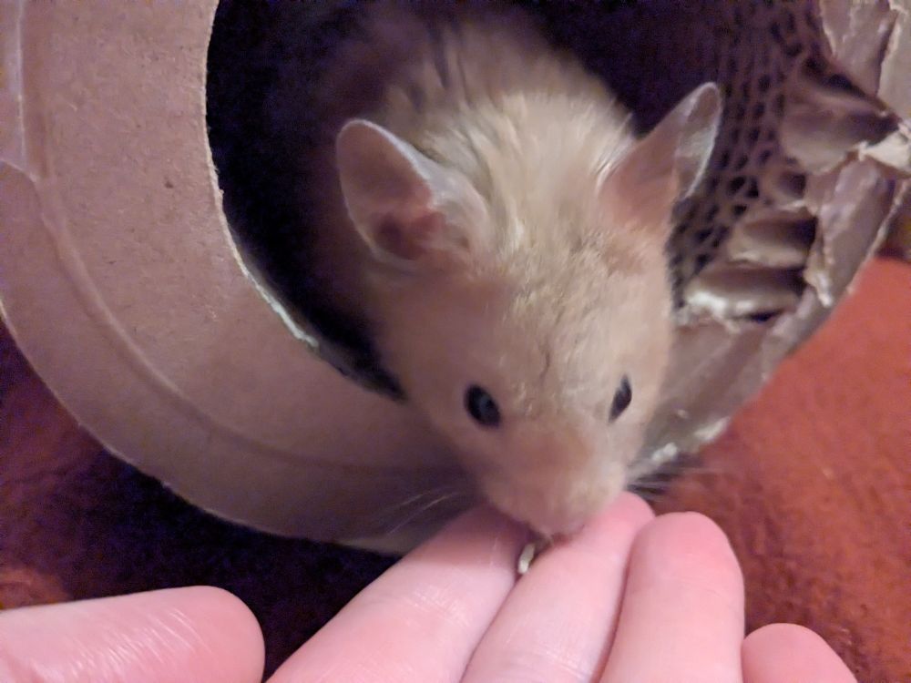 A hamster eating sunflower seeds from my hand.