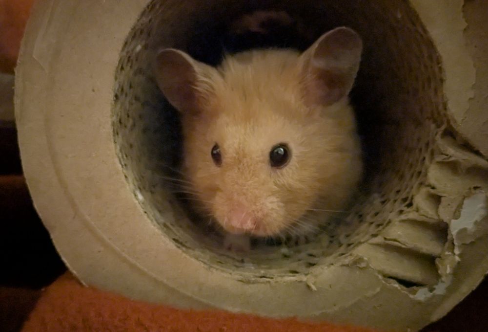 A hamster in a big cardboard tube. 