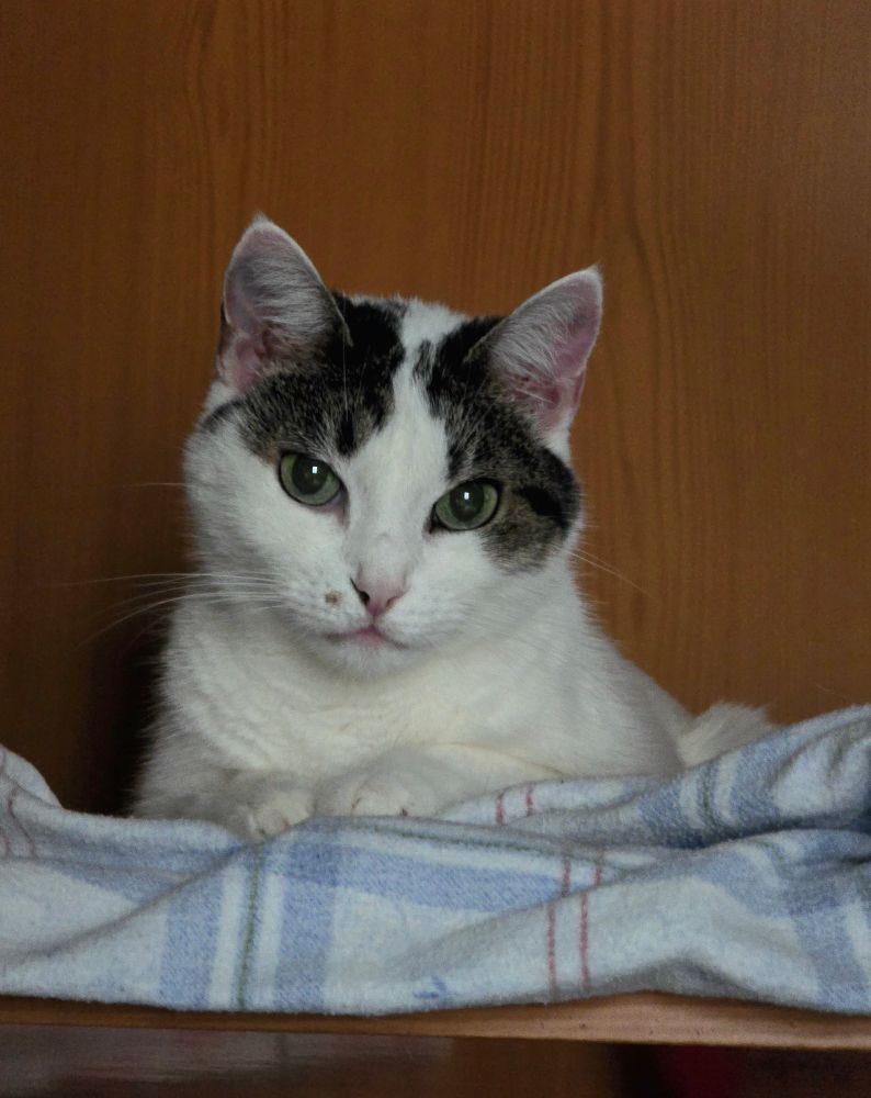 photo of my cat Juju perched up high