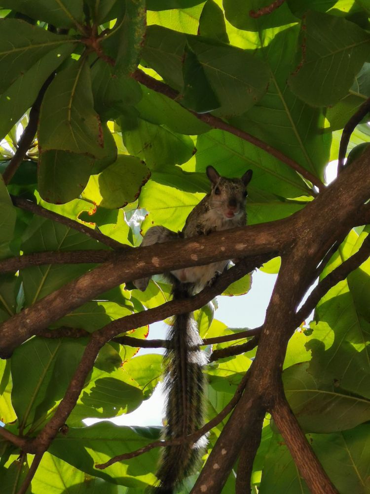Ein Bunthörnchen sitzt in einem Baum