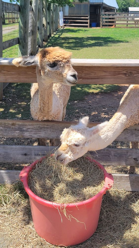 Two tan alpacas. One is looking at the camera, the other is bending down to eat hay in a big red bucket.