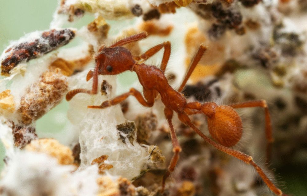 The coevolution of fungus-ant agriculture