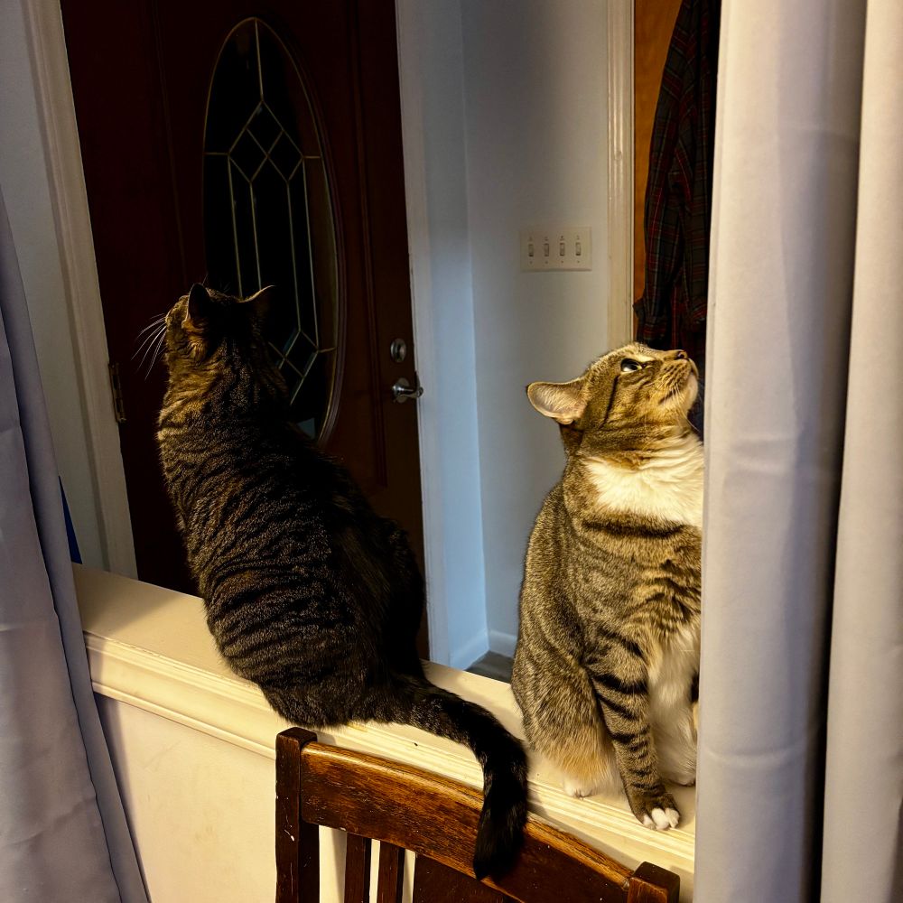 Two tabbies, one muddy brown, one grey with white bib. Both are sitting on a knee wall looking up in different directions 