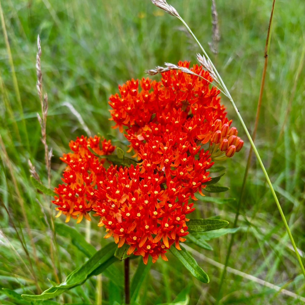 Bright orange milkweed 