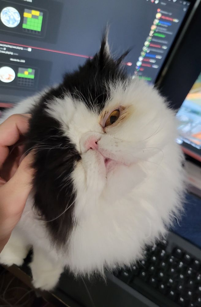 A black and white cat with a squished and super ugly face sitting on a desk facing slightly up at the camera. The cats head is tilted 45 degrees left and their right eye is closed as a hand from off screen scratches around their right ear.