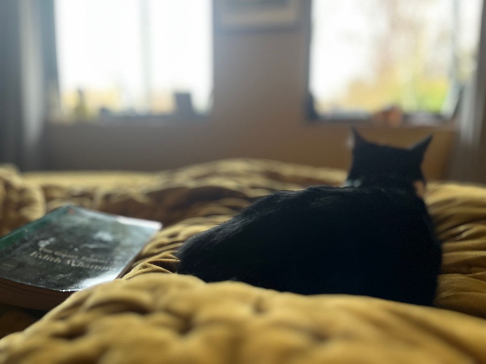 A cat sits on a bed, facing the windows. The light outside is pale. An opened book is page-down on the bed. The view is from the idle bed inhabitant. 