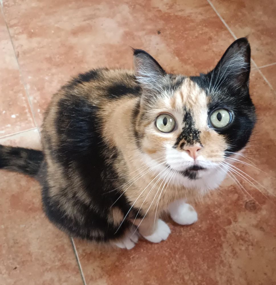 Cherno, la gata tricolor, sentada en el suelo mirando hacia arriba de la cámara con sus ojazos verdes