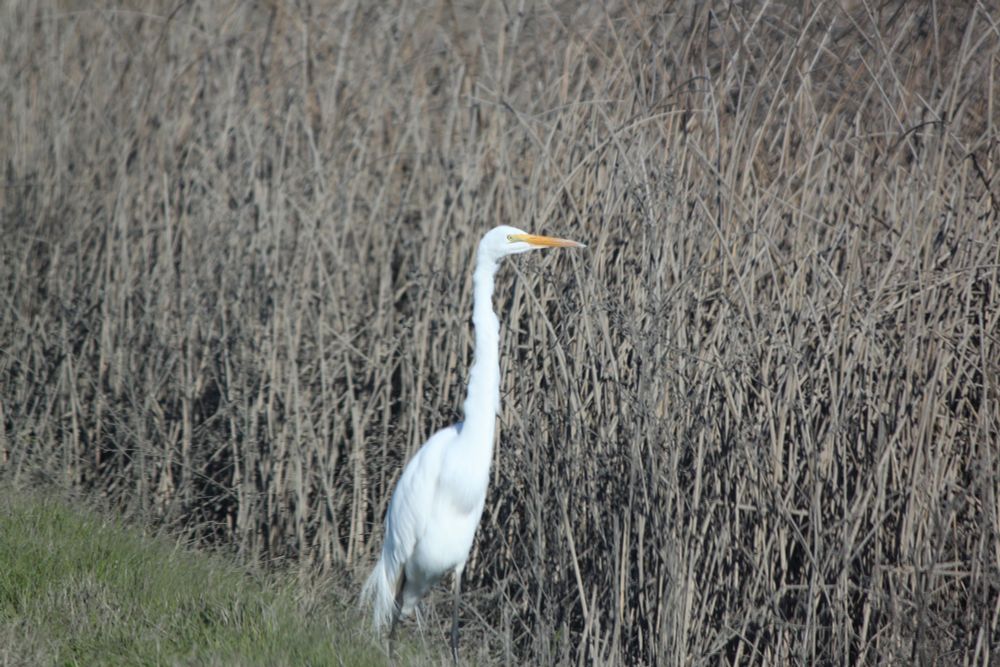 Great white egret 