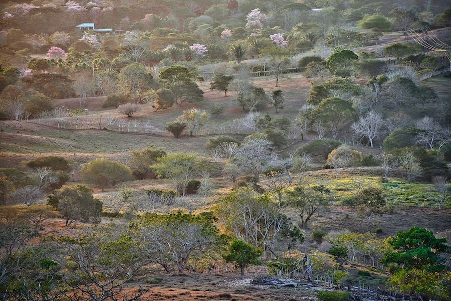 A tropical savanna at sunset. Hilly terrain with a variety of trees. Dences of fields in farmland visible.