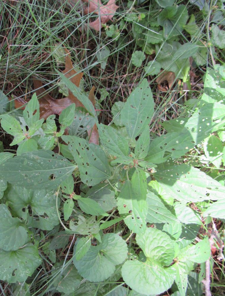 Pigweed is always seen in this condition. It’s one of the most utilized plants by insects, small rodents, and birds. Pigweed is in the Amaranthus family and has nutritious seeds, that …