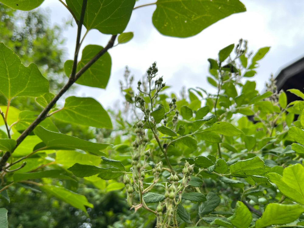 ノイバラのつぼみ