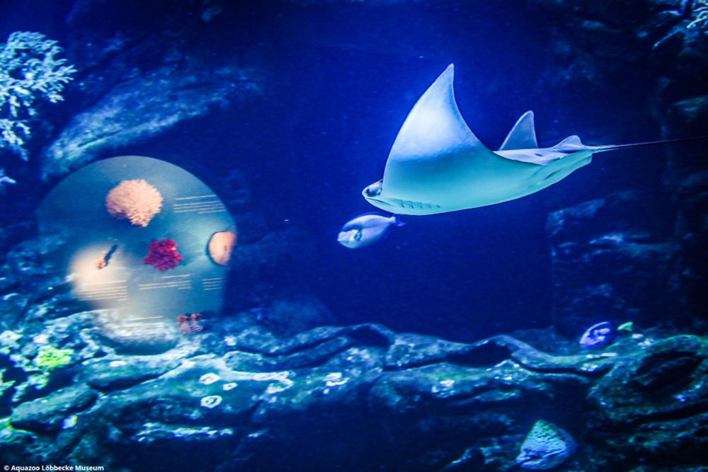 Ein Aquarium im Düsseldorfer Aquazoo. Ein Rochen schwimmt durch das dunkelblaue Wasser. Um ihn herum sind Felsen und Steine zu sehen.