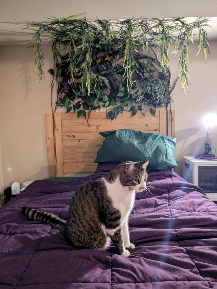 A large brown and white tabby cat sits on a bed with a purple comforter and green pillow in front of a wooden headboard and plant wall