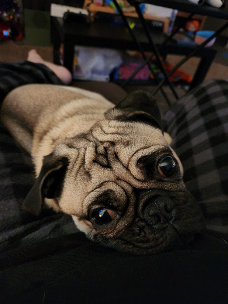 A photo of Pugsley the pug  laying down between his dad’s thighs while he looks up at him with big baby eyes. 