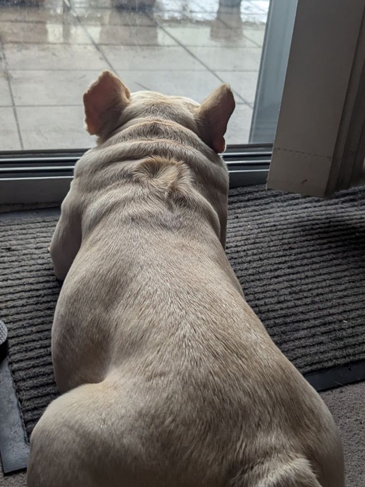A forlorn majestic cream Frenchie lays with her back to the camera, wistfully gazing out glass balcony doors that lead onto a rain soaked balcony. The cowlick on her back prominently on display. Her expressive ears are silhouetted against the glass - the missing tip of her left ear starkly visible.
