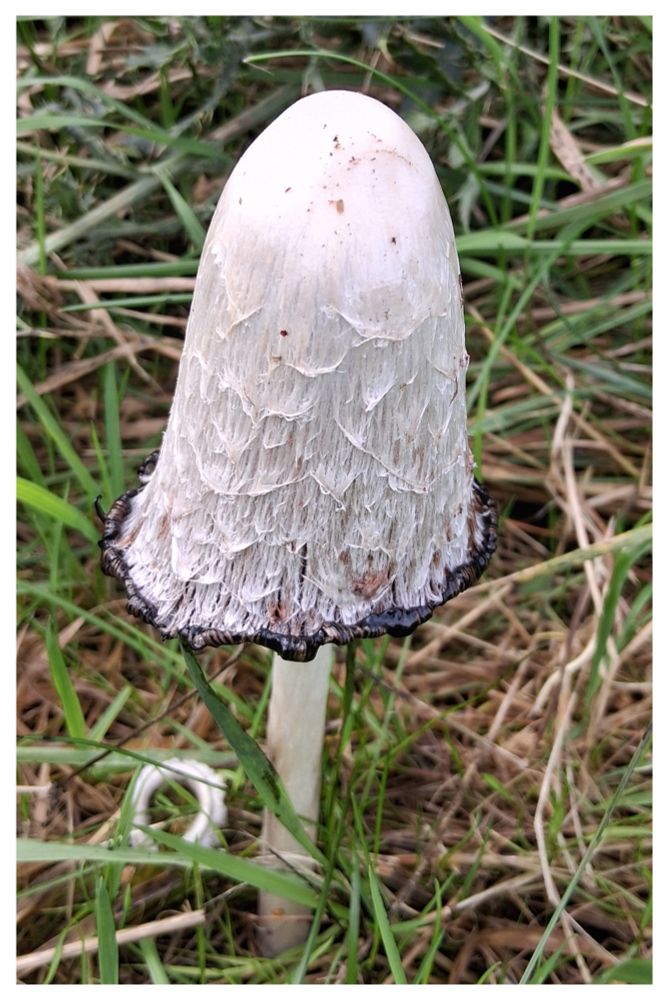 A shaggy inkcap 