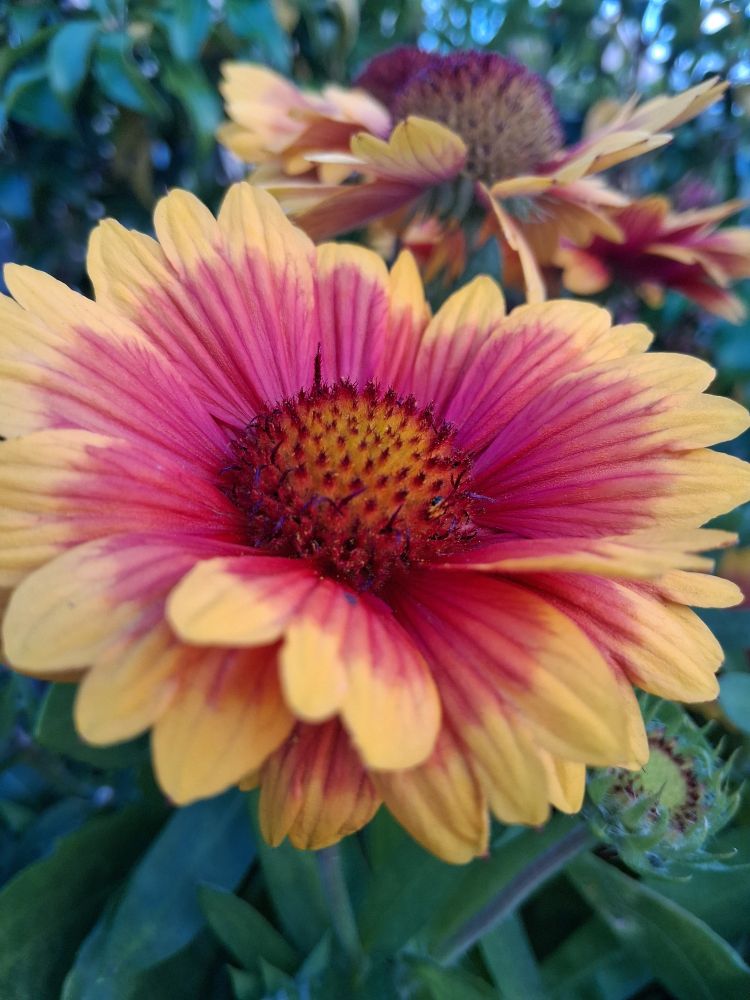A pretty Gaillardia