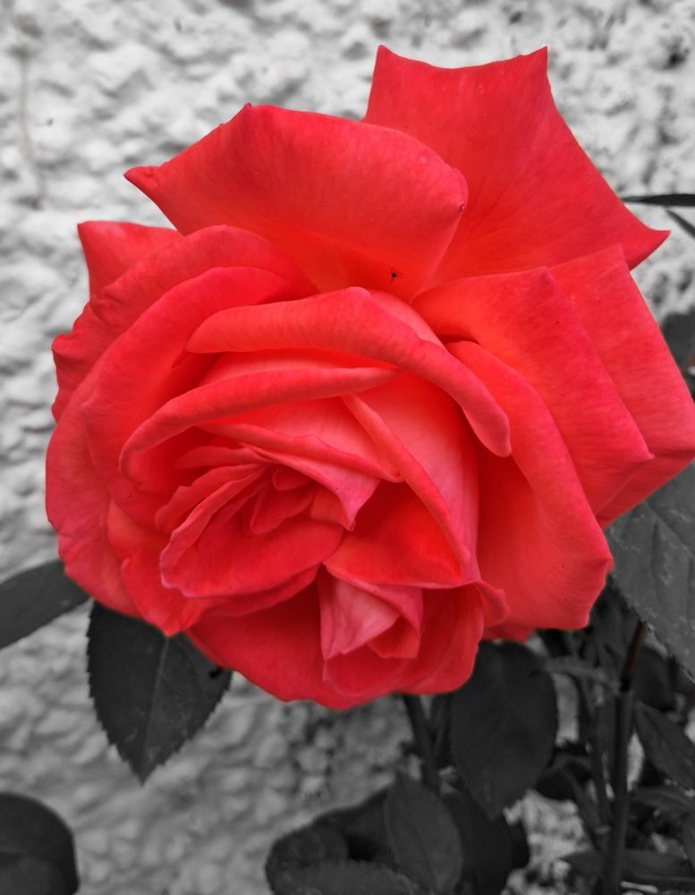 A rose in bloom