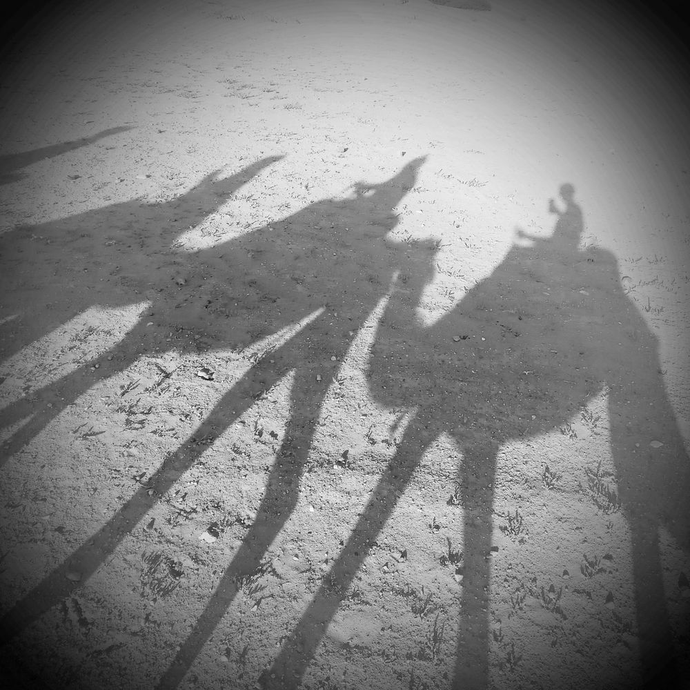 Camels walking in the desert 