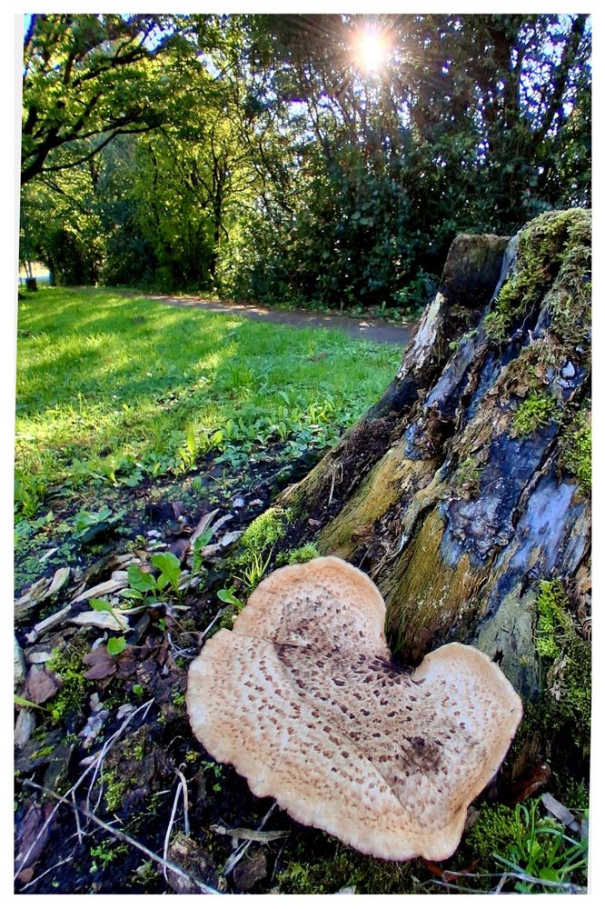 A tree trunk with a huge mushroom growing 