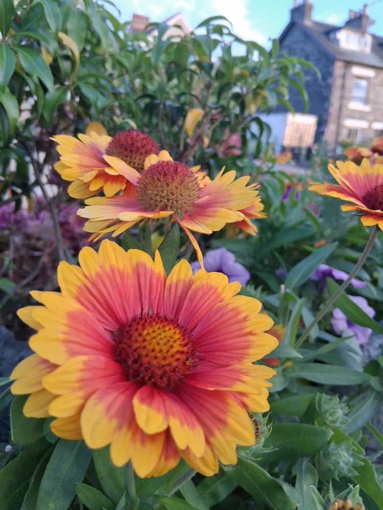Gaillardias in full bloom 