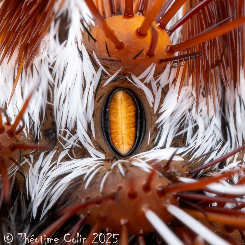 Ultra close-up of a spiracle.