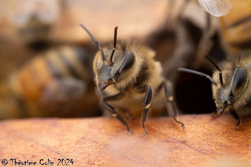 A close-up of the head of a honeybee on a hive frame.