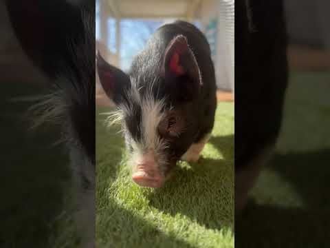 If you are anything like us you could watch these two all day.