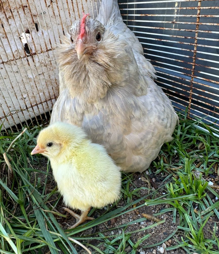A Porcelain d’Uccle (pronounced: Dew - clay(a d’Uccle is a true Bantam. A breed of chicken which are naturally small and do not have a corresponding "full-size" version)) Hen, named Winnie and her two day old, regular sized chick (the chicks breed is White Leghorn x Brahma cross). They are on grass.