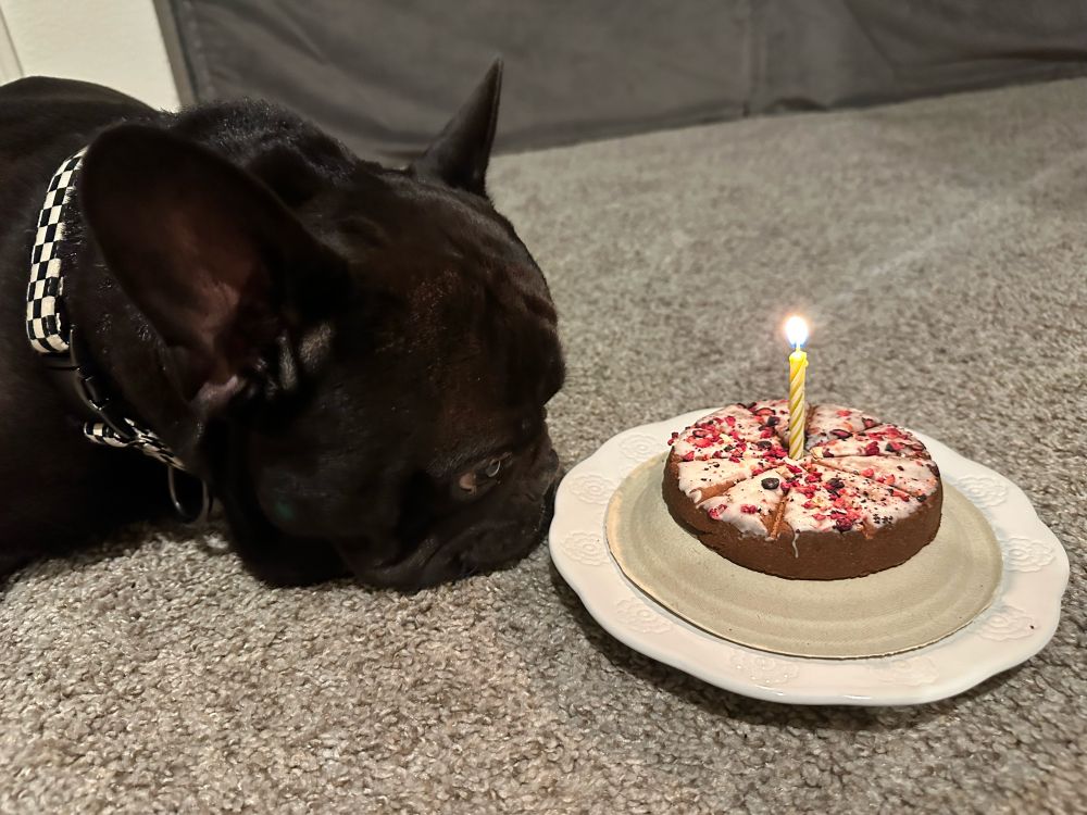 A Frenchie and his birthday cake ♥️