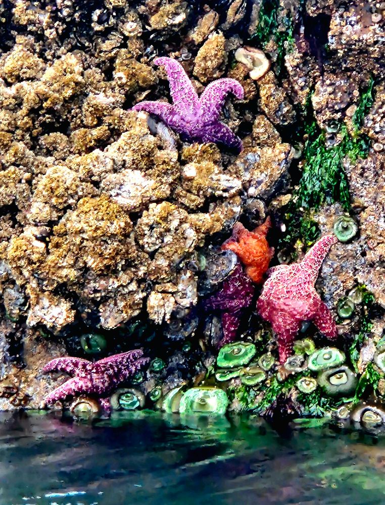 This is a photo of maroon, purple and orange starfish against a rock with barnicles along with anemones. This photo was taken at Crescent Beach in Northern Oregon. 