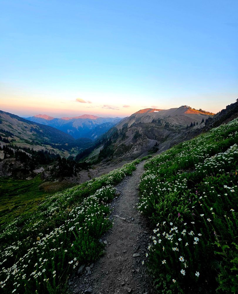 This is a photo of mountains in the Olympic National Park, located on the peninsula region of Washington State. This particular photo was taken near Port Angeles. In addition to the mountains, it also features wildflowers. They are in the foreground with mountain views in the background.  The mountain this particular photo was taken on is at about 7,000 feet of elevation.  