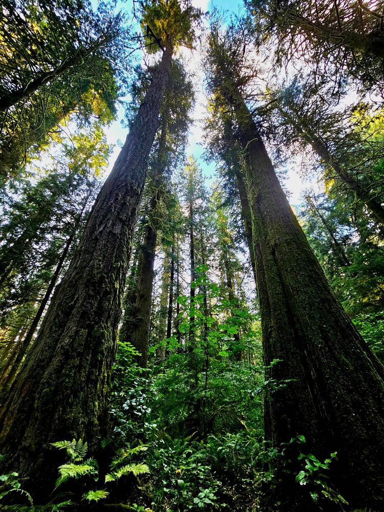 This is a photo of several trees in an old growth forest using the looking up photography method, photo taken with my cell phone. The old growth trees in this forest, located in Chehalis, Washington State, are Douglas Fir and Western Red Cedar trees. The older trees in this particular forest are about 150-300 years old. 