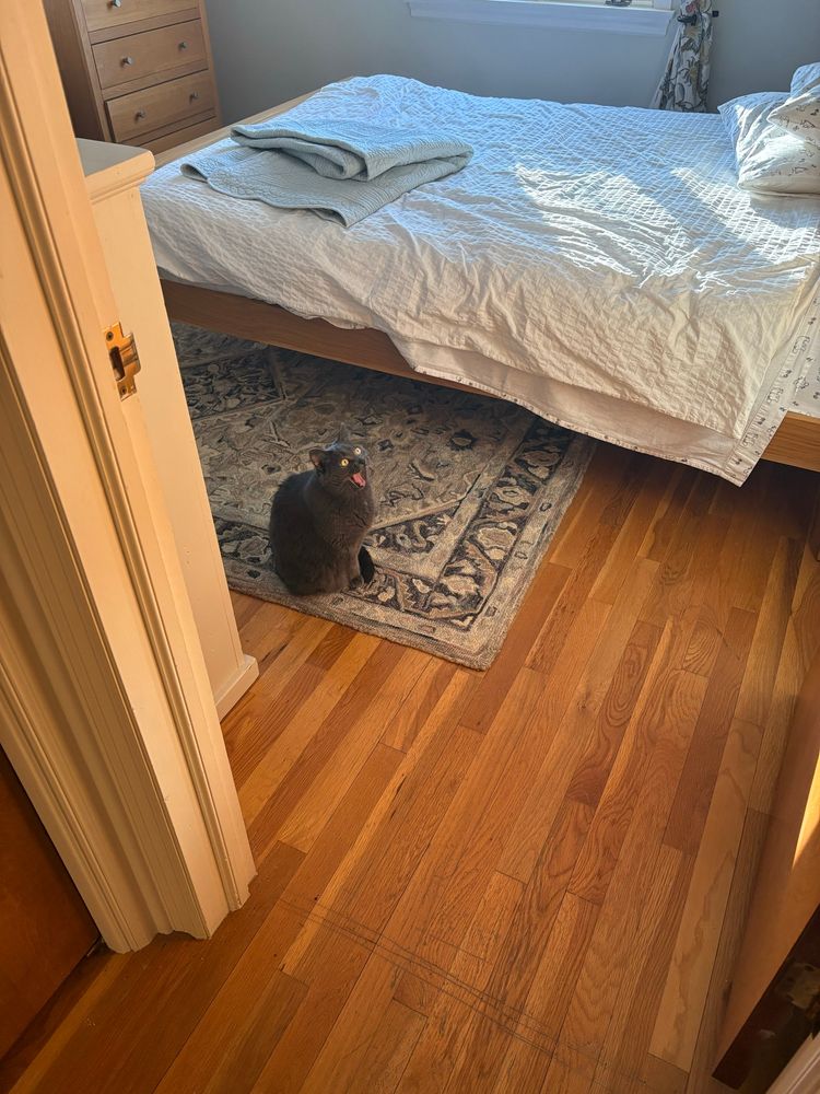 A cat sitting on the floor with its eyes and mouth wide open as if screaming 
